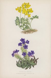 Coronilla Minima; Lithospermum Prostratum (kleur litho) door English School