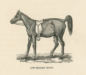 Paard met koeienbuik (gravure) door English School
