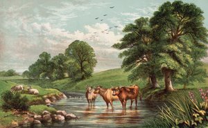 Koeien staan in de stroom