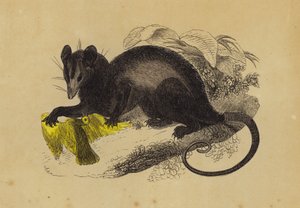 Krab-etende Opossum