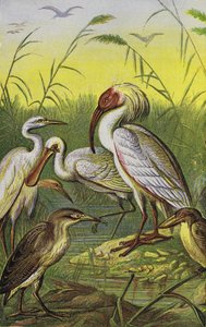 Kraanvogels, reigers en lepelaar door English School