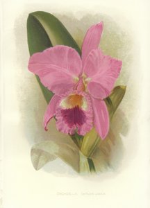 Rode Cattleya door English School