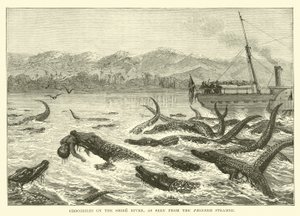 Krokodillen in de Shire-rivier, gezien vanaf de Pioneer-stoomboot door English School