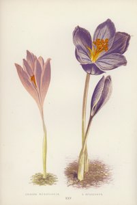 Crocus Nudiflorus; C Speciosus (kleur litho)