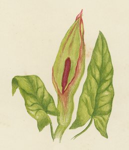Gevlekte Aronskelk, Arum Maculatum