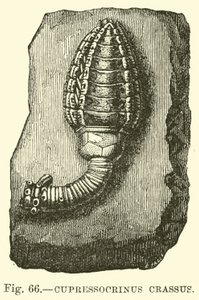 Cupressocrinus crassus door English School