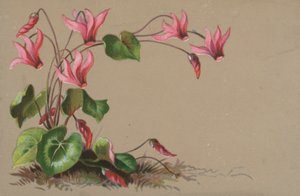 Cyclamen door English School