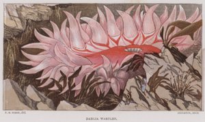 Dahlia Wartlet