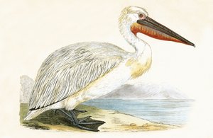 Dalmatische pelikaan, illustratie uit 
