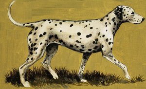 Dalmatische hond
