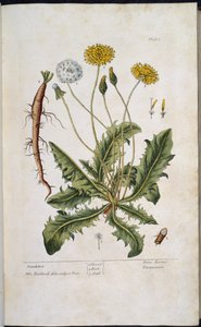 Paardenbloem, uit 