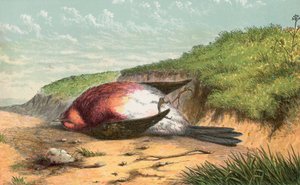 Dode roodborst