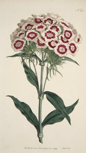 Dianthus Barbatus Bearded Pink, pub. 1792 handgekleurde gravure