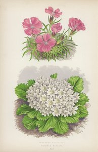 Dianthus Glacialis; Primula Nivalis (kleur litho) door English School