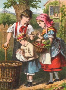 Aardappelen rooien