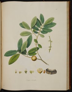 Diospyros melanoxylon, uit 