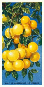 Weet je: Waarom wordt grapefruit zo genoemd? door English School