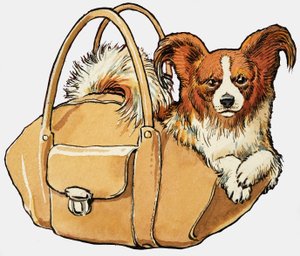 Hond in een handtas