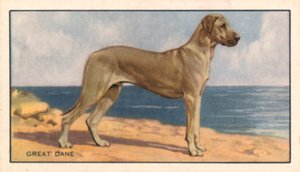 Honden: Duitse Dog (kleurenlitho) door English School