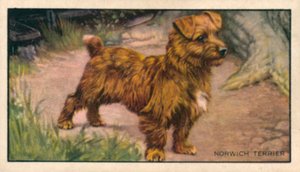 Honden: Norwich Terrier (kleurenlitho) door English School