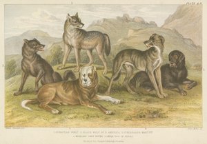 Honden en wolven