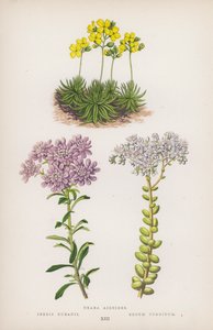 Draba Aizoides; Iberis Bubanii; Sedum Turgidum door English School