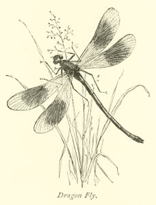 Libelle