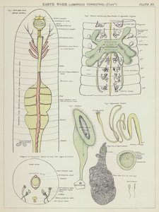Aardworm, Lumbricus Terrestris door English School