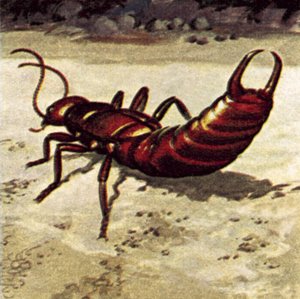 Oorworm