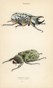 Oostelijke Herculeskever, Dynastes tityus, mannetje 1, vrouwtje 2
