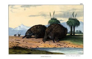 Echidna door English School