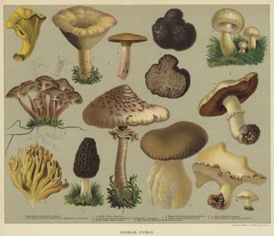 Eetbare paddenstoelen door English School