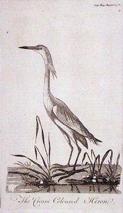 Reiger, uit 