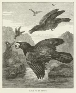 Elia gevoed door raven