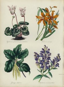 Engelse bloementuin: Cyclamen persicum punctatum, Tritonia aurea, Garrya elliptica, Scutellaria macrantha door English School