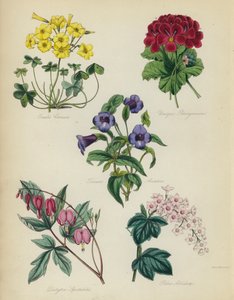 Engelse Bloementuin: Oxalis Cernua, Unieke Pelargonium, Torenia Asiatica, Dielytra Spectabilis, Ribes Albidum door English School