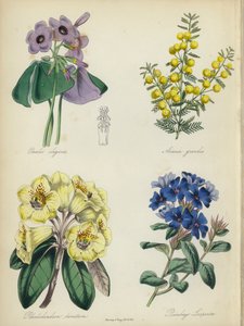Engelse bloementuin: Oxalis elegans, Acacia grandis, Rhododendron lanatum, Plumbago Larpentae door English School