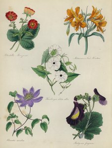 Engelse Bloementuin: Potentilla Menziesii, Alstraemeria Van Houtteii, Thunbergia alata alba, Clematis caerulea, Martynia fragrans door English School