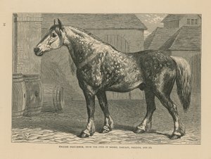 Engelse trekpaard