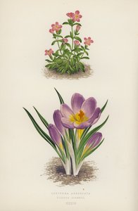 Erythraea Aggregata; Crocus Sieberi (kleur litho) door English School
