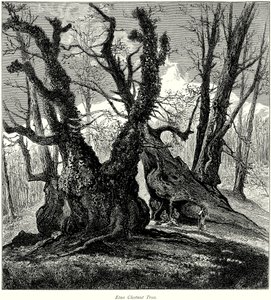 Etna kastanjebomen (gravure) door English School