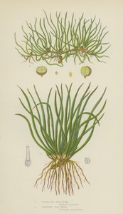 Europese quillwort, kruipende pill-wort door English School