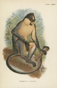 Everetts Langur door English School