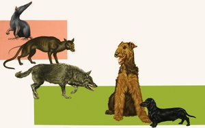Evolutie van de hond