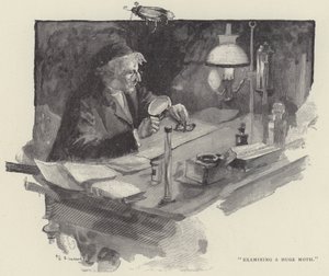 Onderzoek van een enorme mot (gravure) door English School