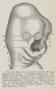 Gezicht van een embryo van 25 tot 28 dagen, 15 keer vergroot door English School