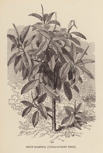 Ficus Elastica, rubberboom door English School