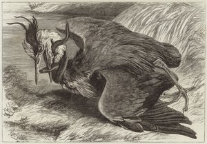 Gevecht tussen een reiger en een paling