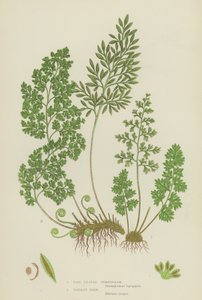 Fijnbladige Gymnogram, Peterselievaren (kleur litho)