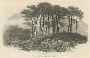 Dennen bij noordelijk einde, Hampstead Heath